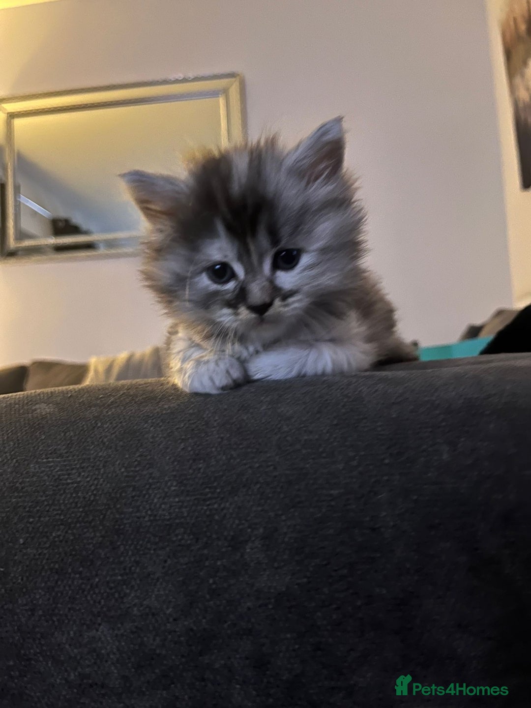 Maine Coon cats for sale: Half Maine coon kitten - Advert 3