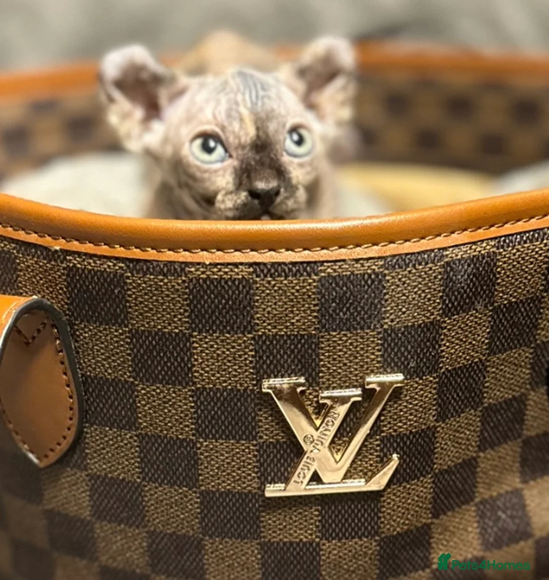 Sphynx cats for sale: Sphynx  in Birmingham - Advert 2