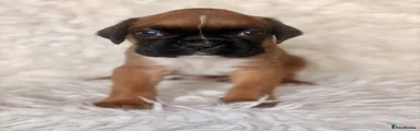 Boxer 3