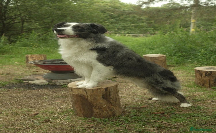 Border Collie dogs in Leeds - Advert 6