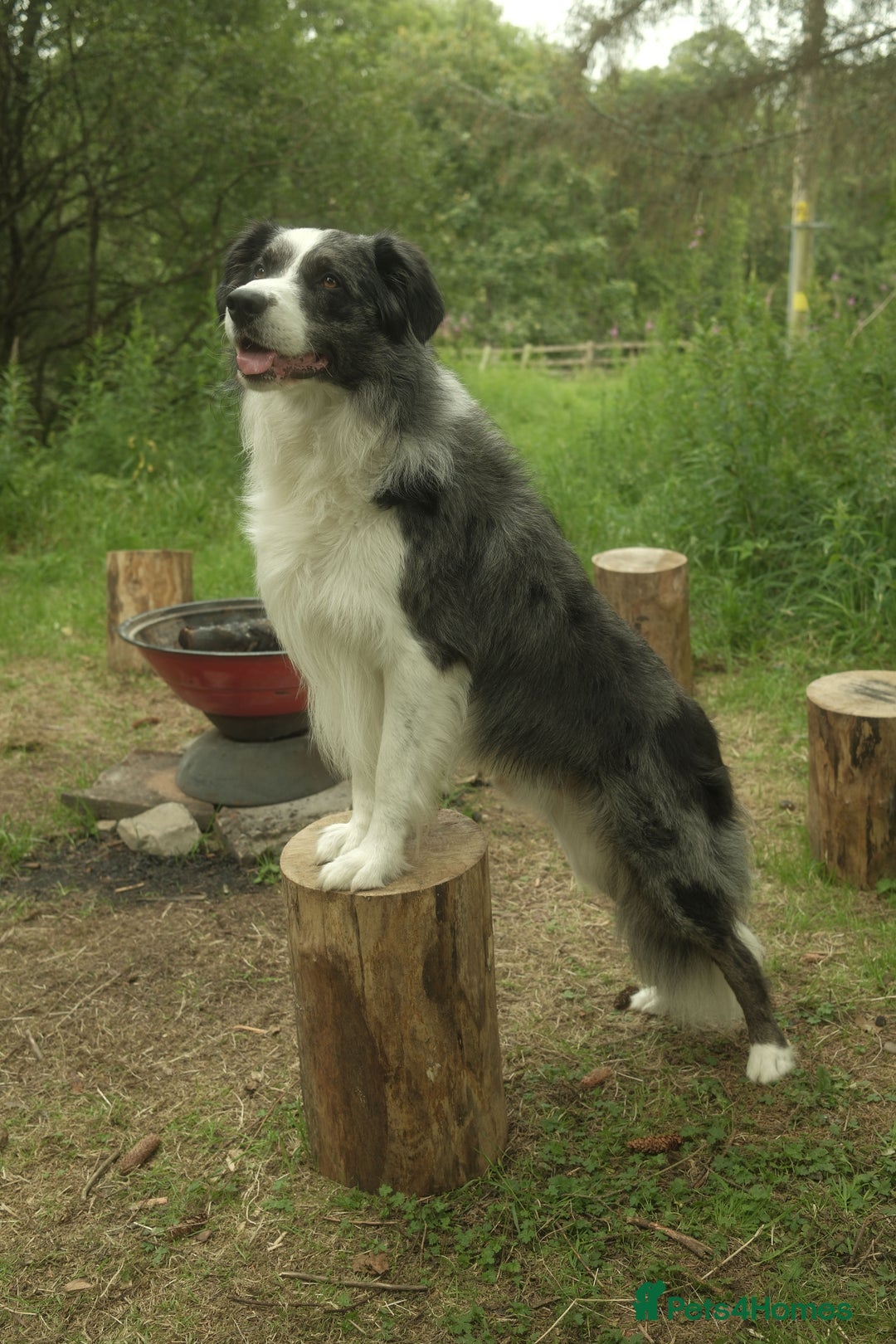 Border Collie dogs for stud: *proven* health tested working merle border collie in Leeds - Advert 10