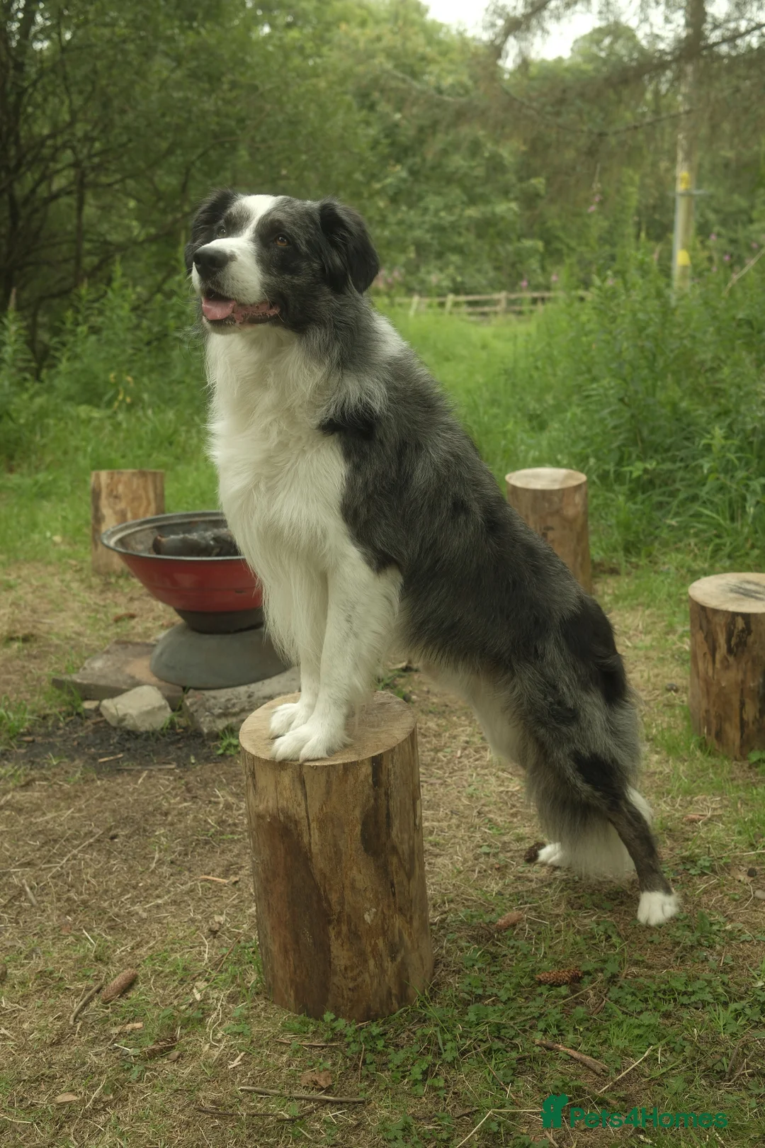 Border Collie dogs for stud: *proven* health tested working merle border collie in Leeds - Advert 13