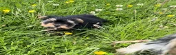 Yorkshire Terrier dogs for sale: Tiny Toy Yorkshire Terrier Puppies (Yorkie) - Advert 21