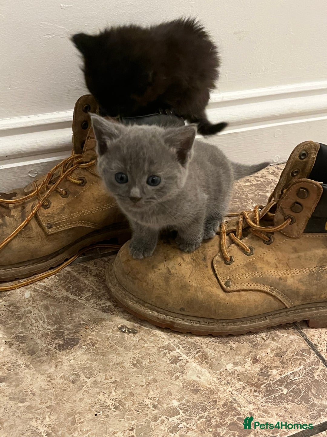 Mixed Breed cats for sale: Very friendly beautiful fluffy kittens  - Image 25