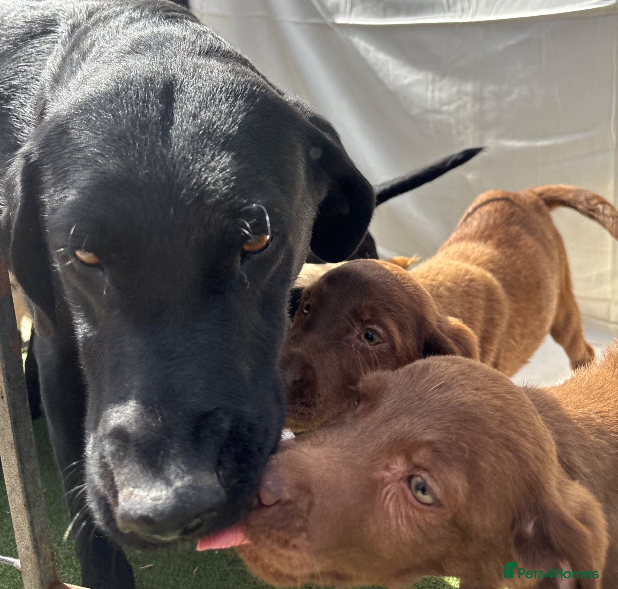 Labrador Retriever dogs Gorgeous Labrador puppies  - Advert 2