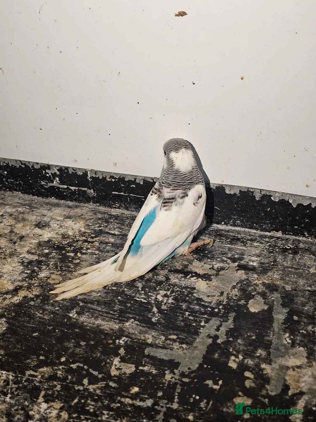 Budgerigars birds for sale: Budgie baby - Advert 3