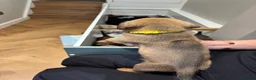 Mixed Breed dogs for sale: Staffweilers F5 exotic colours co/co dd bb  in London - Advert 40