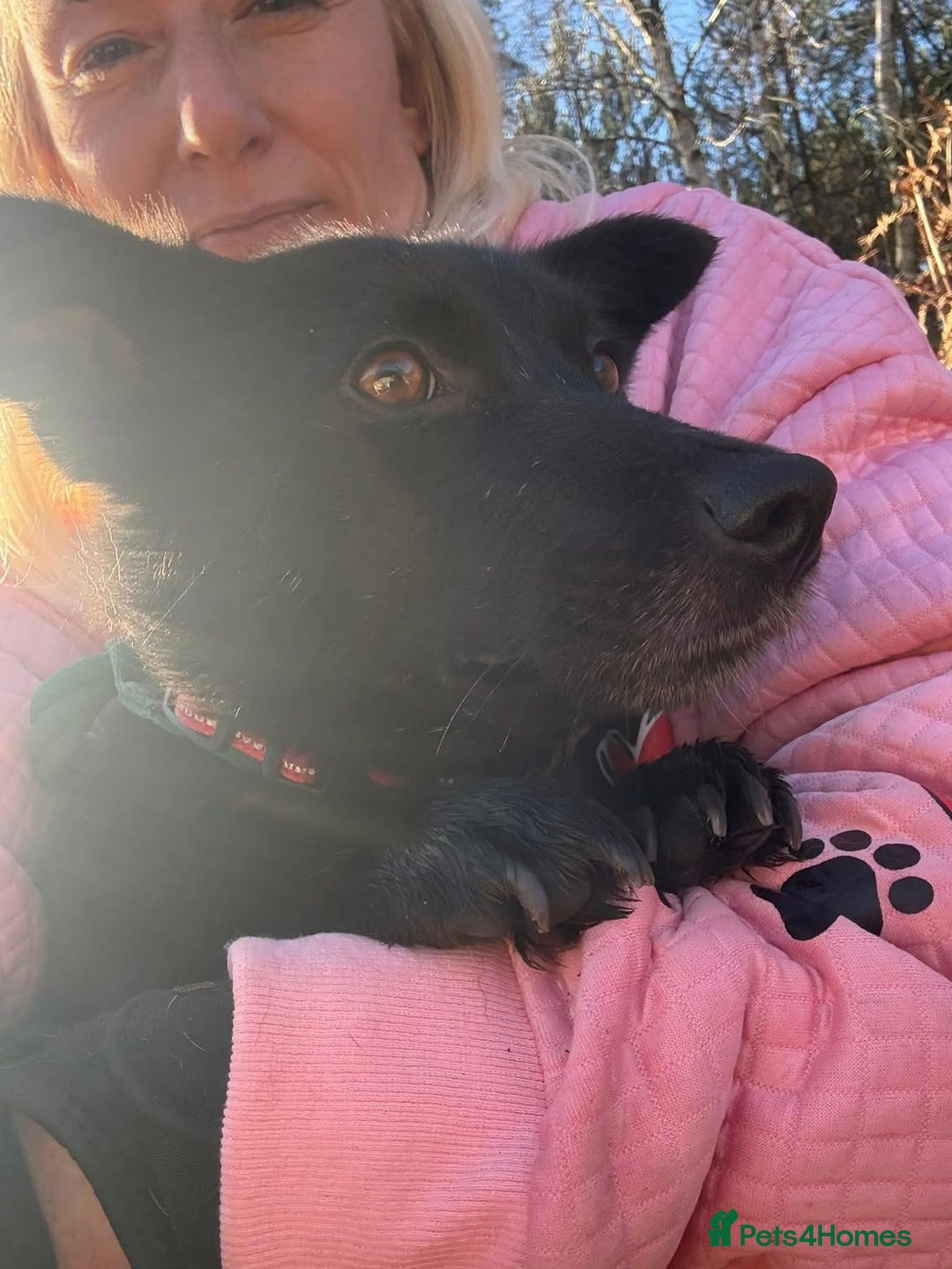 Mixed Breed dogs for adoption: Melody - Norwich Norfolk  - Advert 19