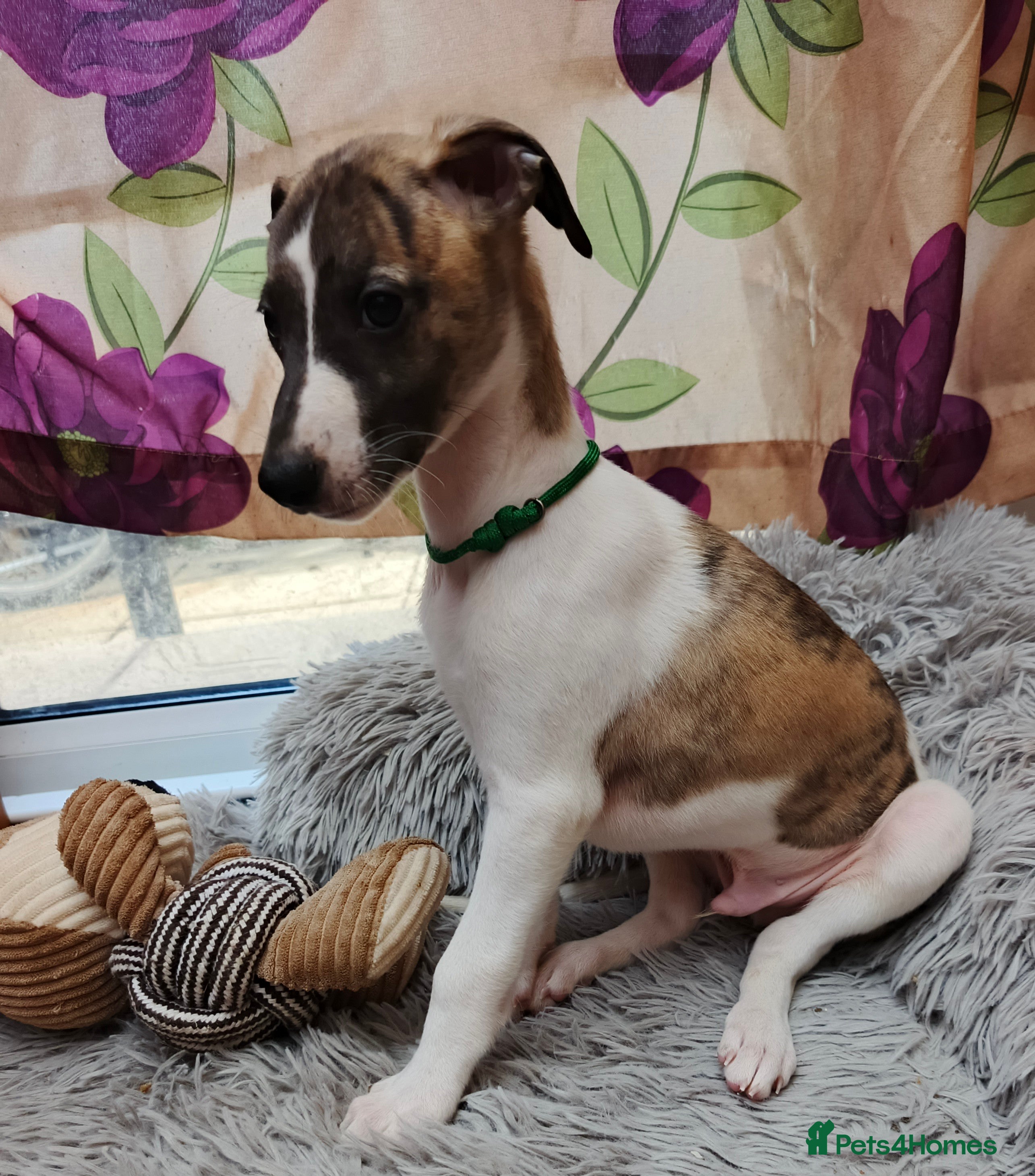 Whippet dogs Beautiful whippet puppies looking for new home - Advert 5