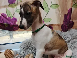 Whippet dogs Beautiful whippet puppies looking for new home - Advert 5