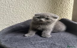 Scottish Fold cats for sale: Beautiful Scottish folds and straights kittens🎀 - Image 31