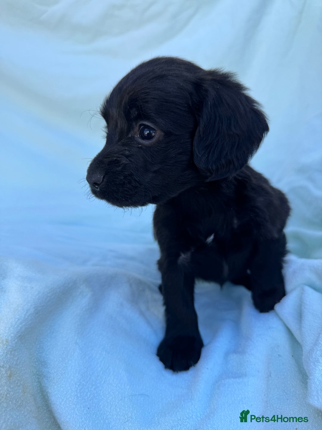 Cocker Spaniel dogs for sale: Beautiful cocker spaniels puppies for sale - Image 13