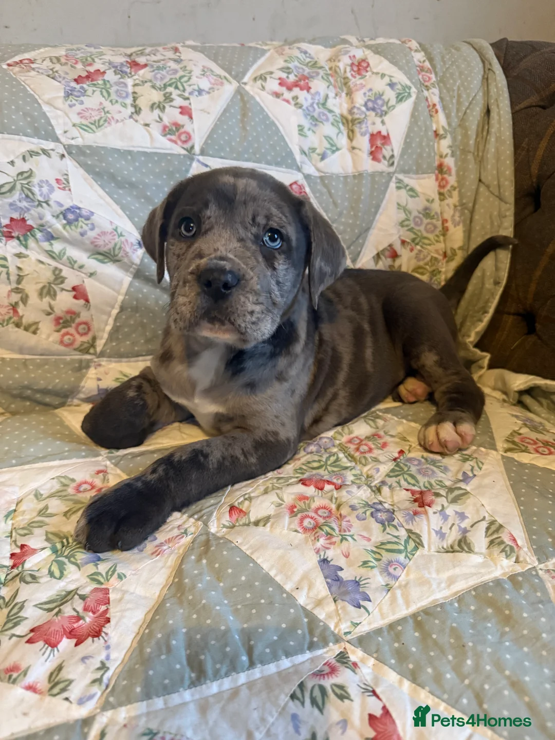 Mixed Breed dogs for sale: Cane Corso  ** tiff - Advert 7