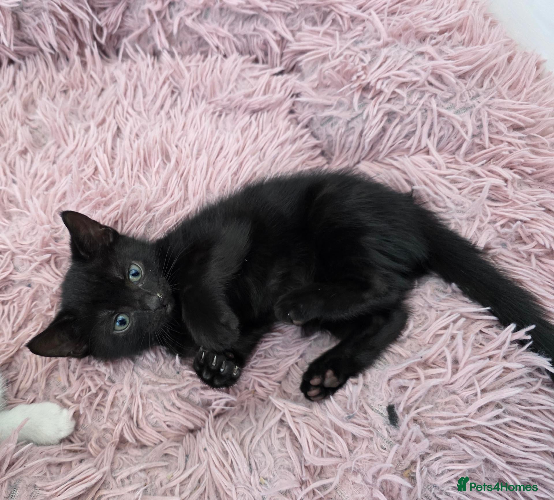Mixed Breed cats for sale: Black male kitten - Advert 2