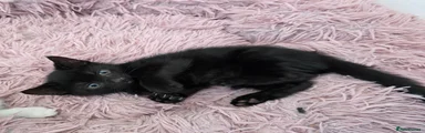 Mixed Breed 1