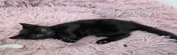 Mixed Breed cats for sale: Black male kitten - Advert 3