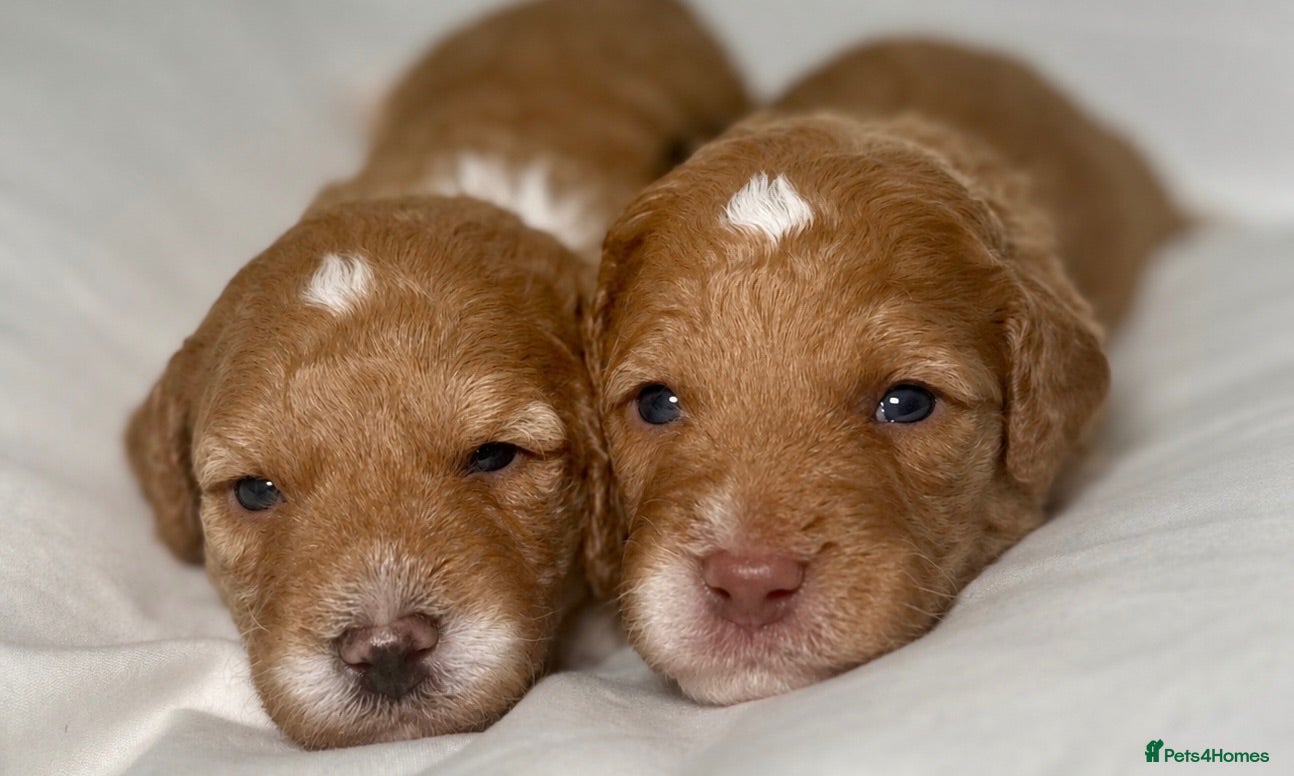 Labradoodle dogs 🐾 Health Tested F1B Mini Labradoodle Puppies 🐾 - Advert 1