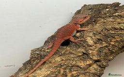 Bearded Dragon reptiles for sale: Bearded Dragons - stunning babies  - Image 16