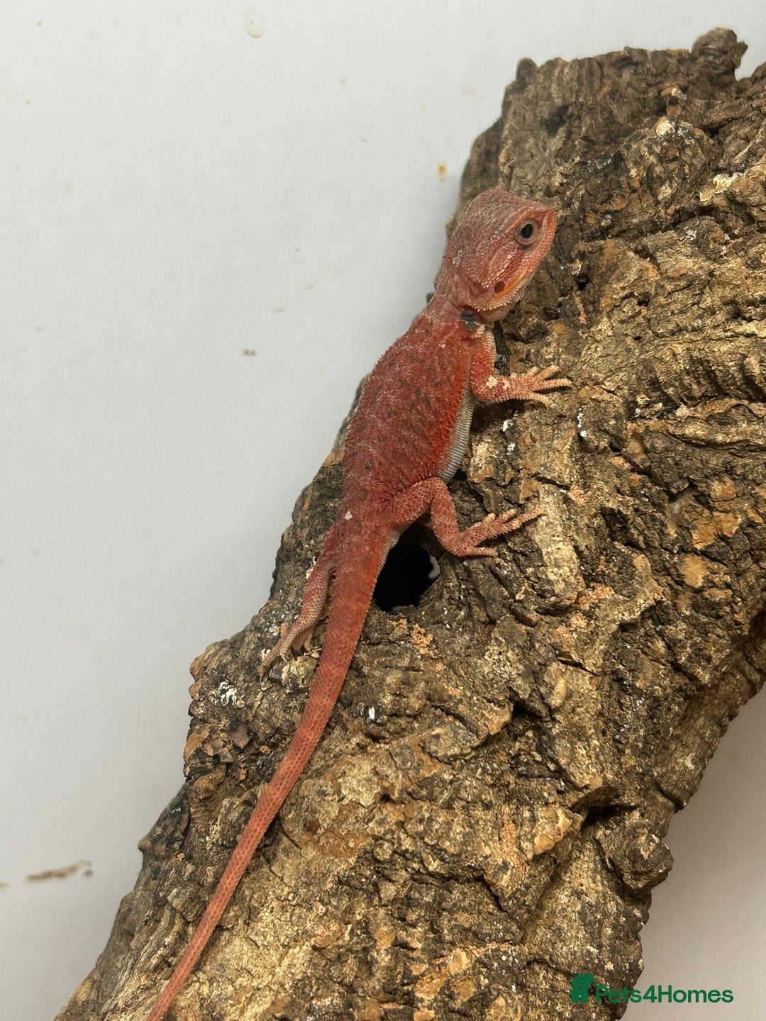 Bearded Dragon reptiles for sale: Bearded Dragons - stunning babies  - Image 16