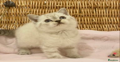 British Shorthair cats 🧸EXCEPTIONAL QUALITY PURE BREED BSH TEDDY BEARS🧸 - Advert 1