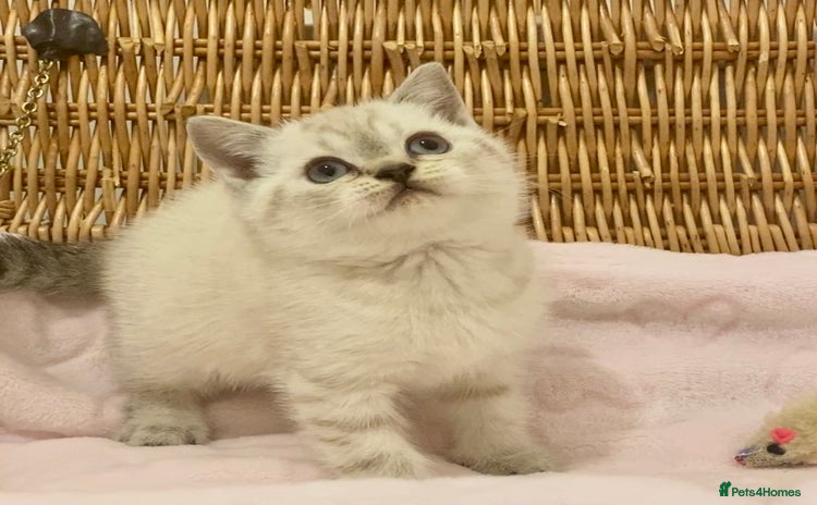 British Shorthair cats 🧸EXCEPTIONAL QUALITY PURE BREED BSH TEDDY BEARS🧸 - Advert 7