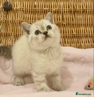 British Shorthair cats 🧸EXCEPTIONAL QUALITY PURE BREED BSH TEDDY BEARS🧸 - Advert 1