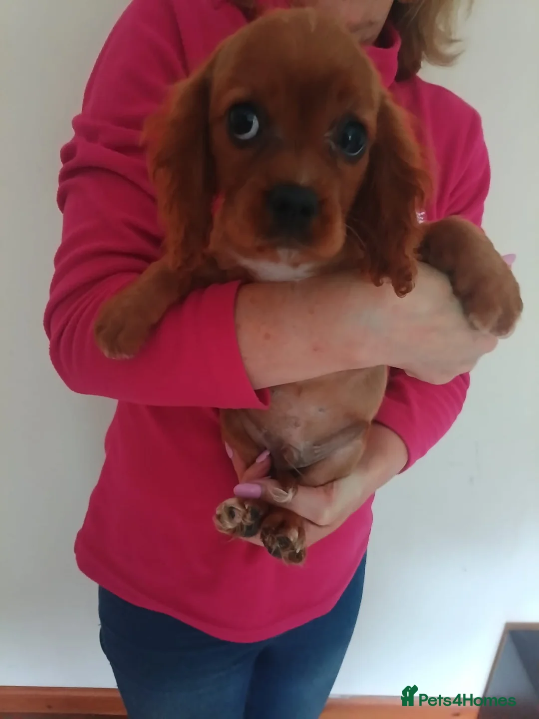 King Charles Spaniel dogs for sale: Pure bred king Charles last boy Blenheim ♥️ - Advert 2