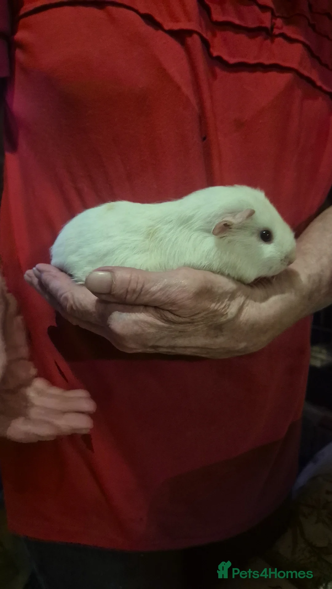 Guinea Pig rodents for sale: Cute baby guinea pigs  - Advert 2