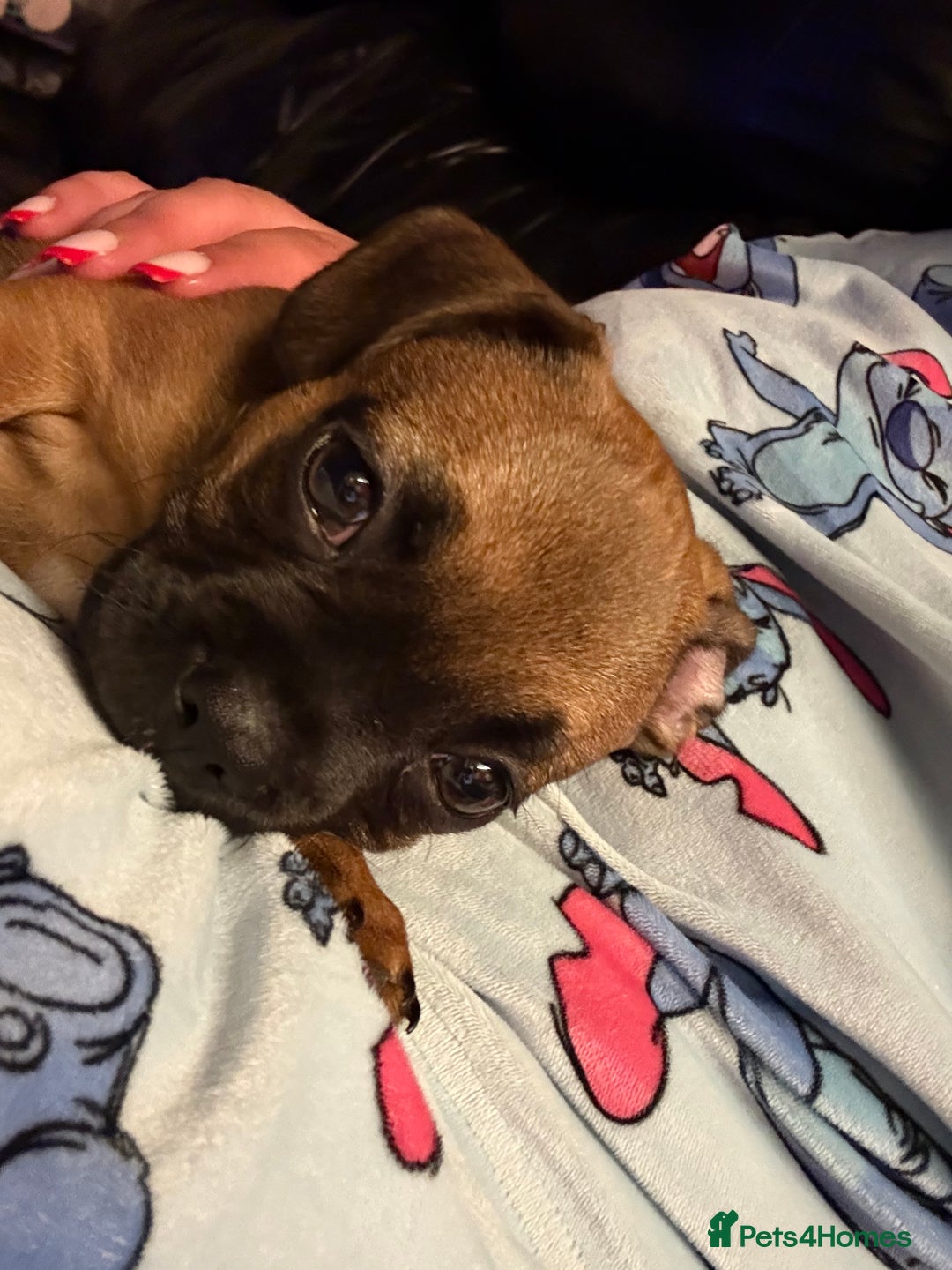 Frug dogs for sale: 12 week old frug puppy - Image 6