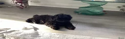 Toy Poodle dogs for sale: Kennel club pupps - Advert 6
