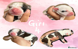 Staffordshire Bull Terrier dogs for sale: Staffie Pups - Image 9