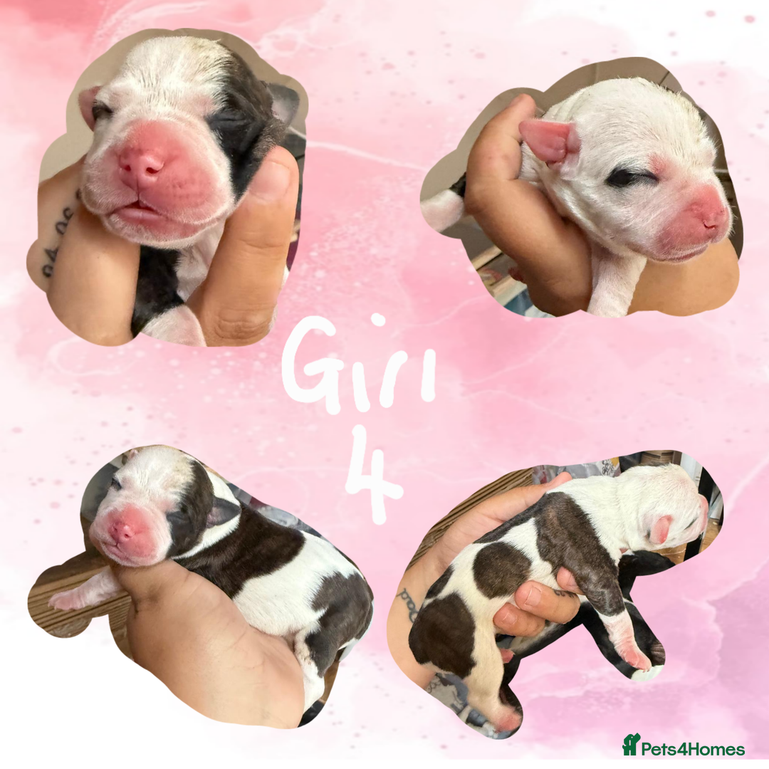 Staffordshire Bull Terrier dogs for sale: Staffie Pups - Image 9