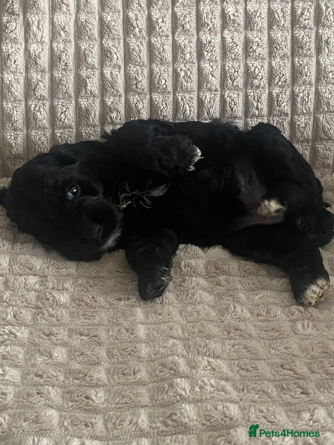 Cockapoo dogs for sale: Beautiful cockapoo puppies - Image 6