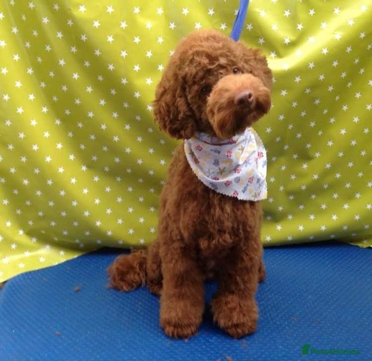 Toy Poodle dogs ☆Monty - KC Registered TOY POODLE ☆ - Advert 2