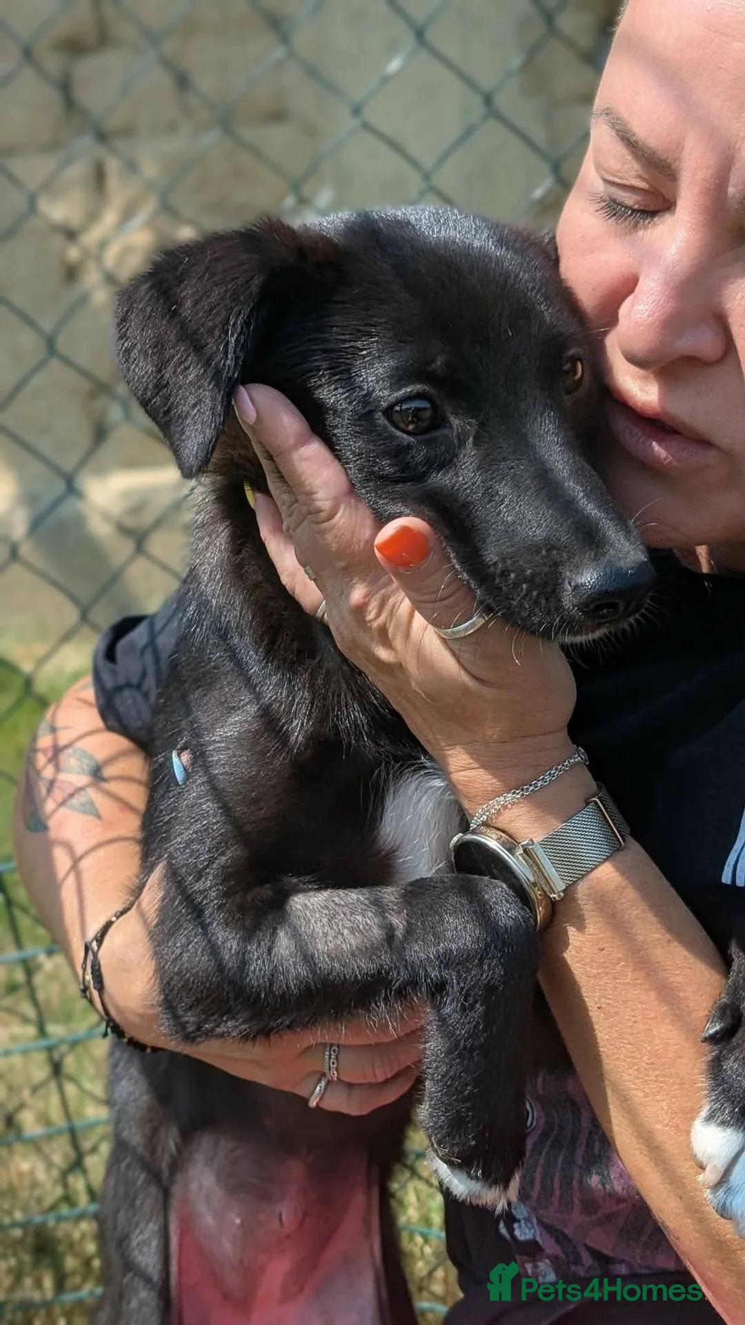 Mixed Breed dogs for adoption: Purple for adoption - Advert 2