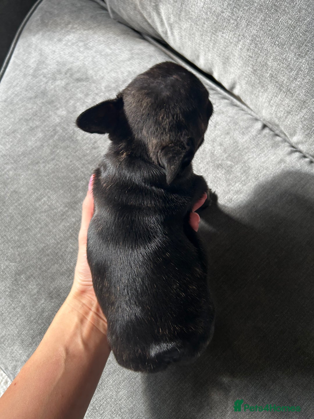 French Bulldog dogs for sale: KC wonderful French Bulldog puppies🐾 - Image 23