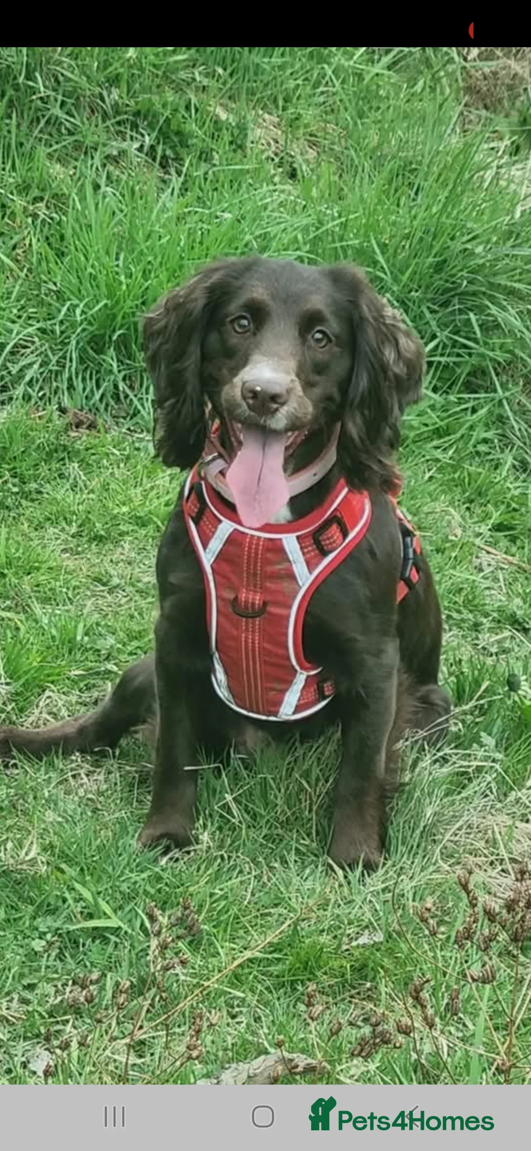 Cocker Spaniel dogs for sale: cocker spaniels puppies due 25/5/26 - Advert 4