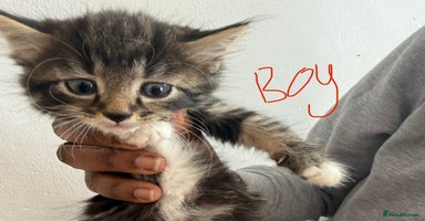 British Shorthair cats - Advert 3