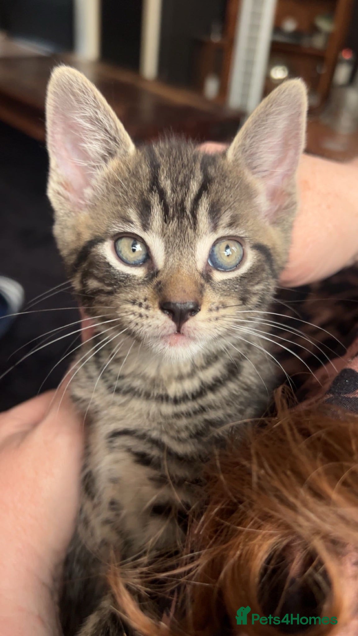 Mixed Breed cats Beautiful male kittens - Advert 2