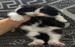 British Shorthair cats for sale: 2 girls 1 boy very docile  - Image 7