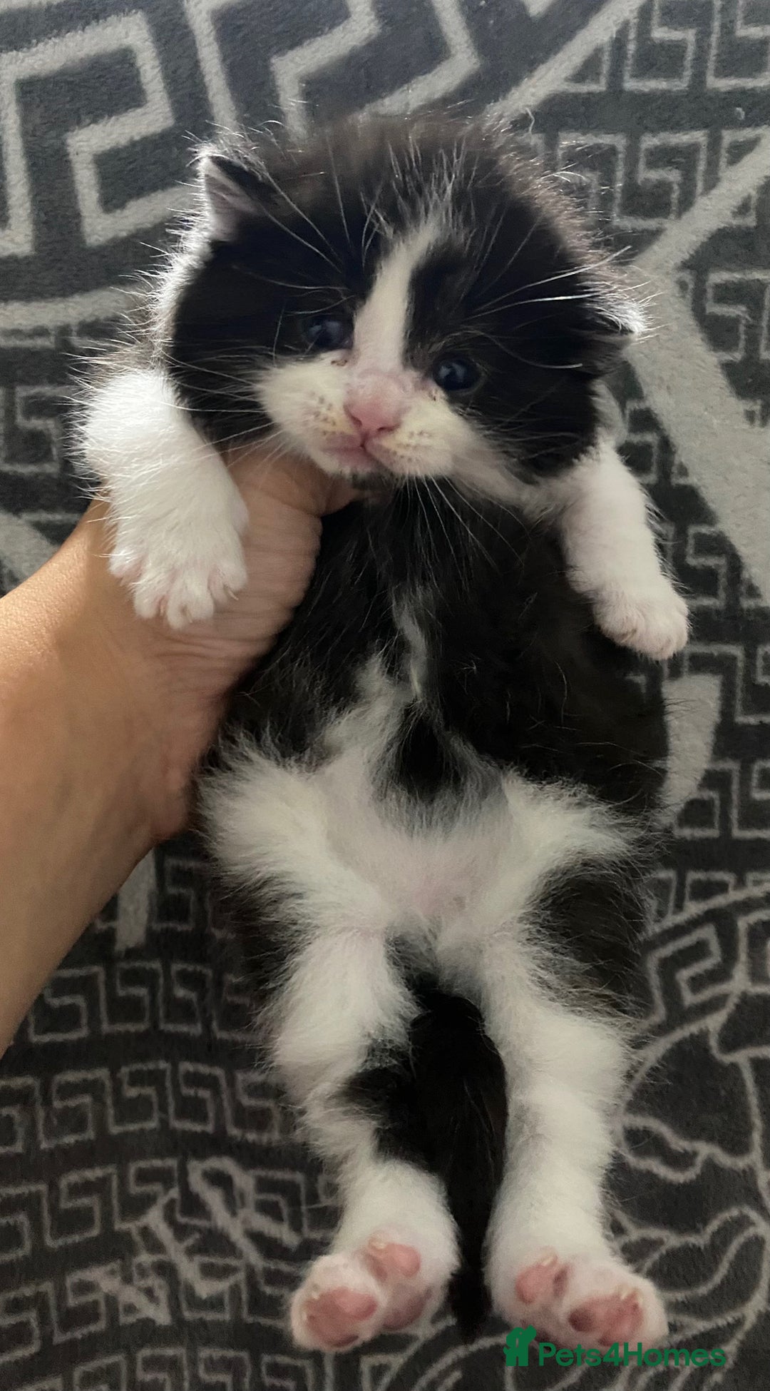 British Shorthair cats for sale: 2 girls 1 boy very docile  - Image 7