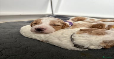 Double Doodle dogs - Advert 6