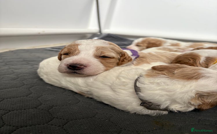 Double Doodle dogs - Advert 1