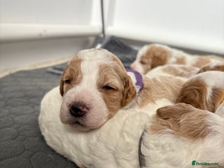 Double Doodle dogs - Advert 3