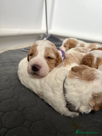 Double Doodle dogs - Advert 1