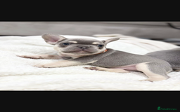 French Bulldog dogs for sale: French bulldog puppies  - Image 14