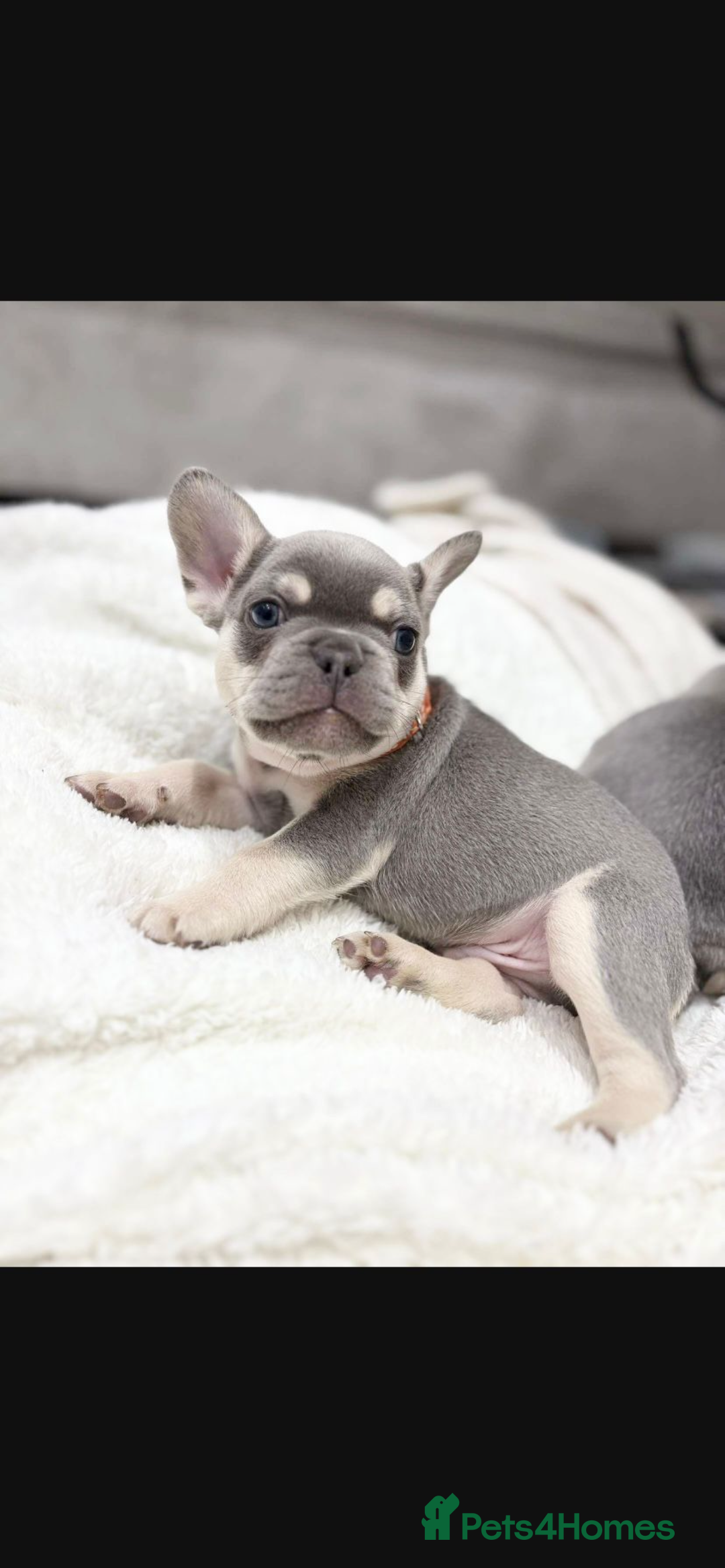 French Bulldog dogs for sale: French bulldog puppies  - Image 14