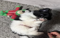 Mixed Breed dogs for sale: 6 beautiful Shih Tzu/Pomerianian puppies !  - Advert 31