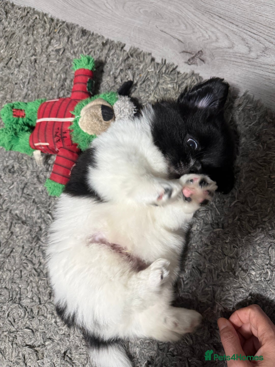 Mixed Breed dogs for sale: 6 beautiful Shih Tzu/Pomerianian puppies !  - Advert 31