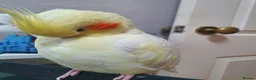 Cockatiels birds for sale: TAMED PAIR COCKATIELS (includes everything) in Stalybridge - Advert 2